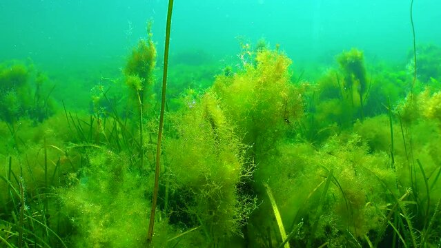Filamentous green algae (Cladophora) in thickets of sea grasses of Zostera, Black Sea