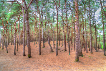 Trees in woodland forest outdoor nature scene