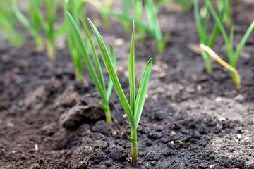 Sprouted garlic in raised garden beds grown as winter crop