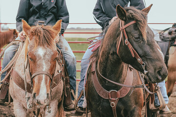 Obraz premium Two horses working cattle
