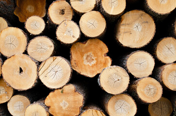Bunch of log pine, oak trunks. Saw and harvesting trees from the forest. Harvesting of wood for the woodworking industry. Background, texture of tree trunks.