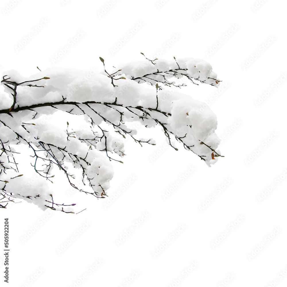 Wall mural Winter frozen tree branch Photo element s, Photoshop element , pine icy snow branch, png