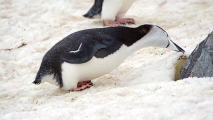 Fototapeta premium Chinstrap penguin (Pygoscelis antarcticus) pecking at the snow on Half Moon Island, South Shetland Islands, Antarctica