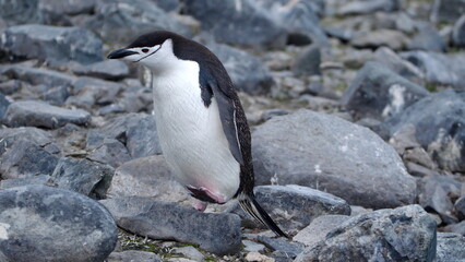 Chinstrap penguin (Pygoscelis antarcticus) walking on Half Moon Island, South Shetland Islands, Antarctica