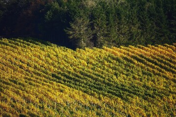 field of corn