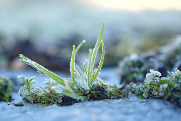 herbes gelées