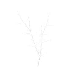 Winter frozen tree branch Photo element s, Photoshop element , pine icy snow branch, png