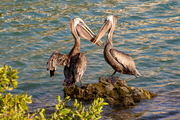 Two brown pelicans forming the shape of a heart