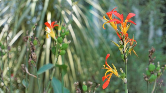 Beautiful small flowers of Canna generalis also known as Canna lily or Common garden canna