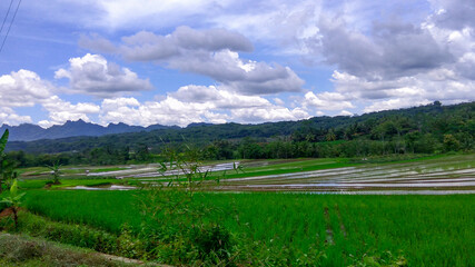 Landscape Rice Field Photo