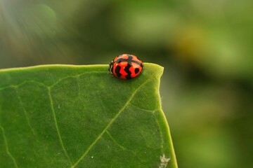 Obraz premium ladybird on a leaf