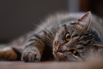portrait of a cat