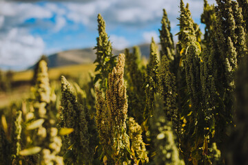 planta de la quinua en un valle de Sudamérica. Concepto de agricultura y alimentos.