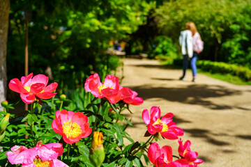 Woman strolling along the garden path with beautiful colorful flowers.