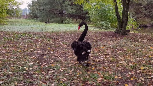 A black swan is walking on a green lawn. beautiful black swan