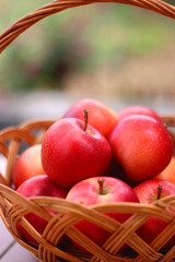 Basket of red apples in the garden. Selective focus.