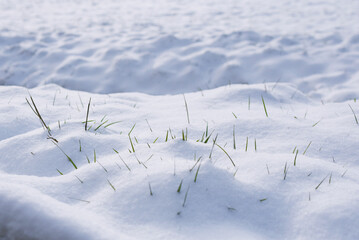 jour de neige - touffes d'herbe