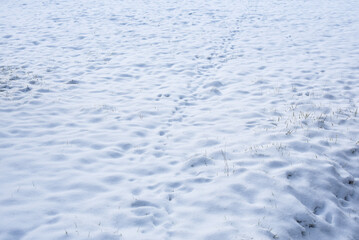 jour de neige - champ