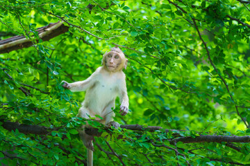 Fototapeta premium Portrait one monkey or Macaca sit alone on the tamarind tree it is looking for green leaves intently to feed in the natural at Khao Ngu Stone Park, Ratchaburi, Thailand. Leave space for text input