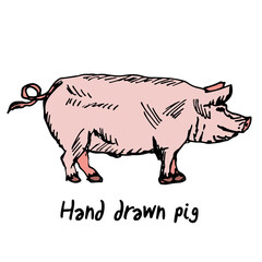 Vector illustration of a pig on a farm