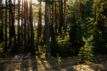 Fototapeta na wymiar forest in the morning