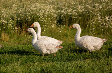 Geese and ducks walk on the grass in a green meadow in the pasture. Livestock raising and farming in the village.