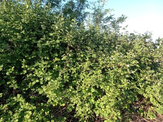 Fototapeta na wymiar Blackberry Bush Leaves