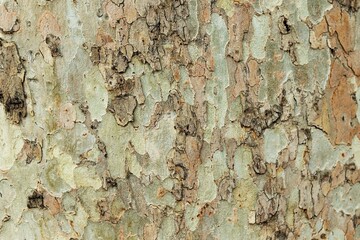 Texture, old plane tree bark