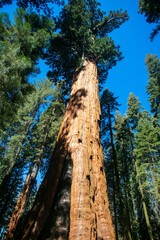 Fototapeta na wymiar The Giant Sequoia General Sherman in Sequoia National Park