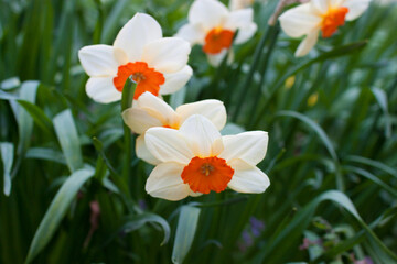 Blooming daffodils in spring on a flower bed.