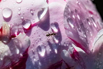 An ant walking on a peony with drops after the rain, in spring
