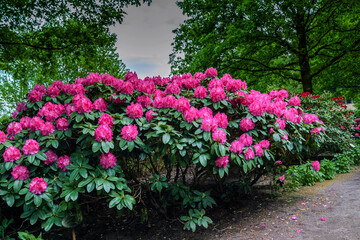 Fototapeta na wymiar Rhododendronpark Gristede Deutschland