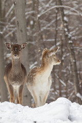 Deer in Winter Forest
