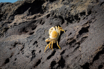 CARANGUEIJO GURUÇÁ, EM CIMA DA PEDRA, NA PRAIA DE MANGUINHOS, SERRA, ESPIRITO SANTO, BRASIL.