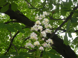 biały kwiat kasztanowca