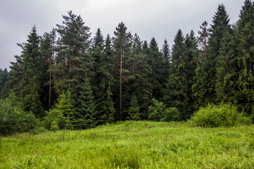 spruce trees on the edge of the forest near the road in the Ukrainian Carpathians