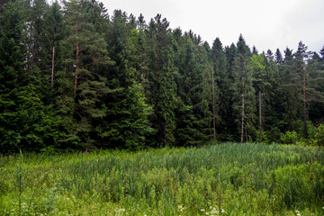 Fototapeta na wymiar spruce trees on the edge of the forest in the Ukrainian Carpathians