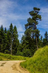 Fototapeta na wymiar a lonely tall spruce tree near the road through the spruce forest in the Ukrainian Carpathians