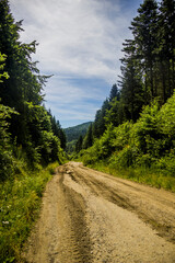 Fototapeta na wymiar a road through the spruce forest in the Ukrainian Carpathians