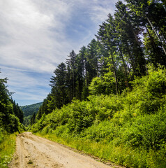 Fototapeta na wymiar a road through the spruce forest in the Ukrainian Carpathians