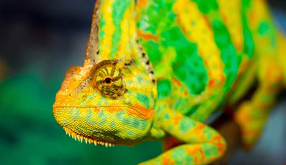 Poster Beautiful Chameleon closeup isolated on white background. Multicolor beautiful reptile chameleon with colorful bright skin. The concept of disguise and bright skins. Exotic tropical animal. © Vera