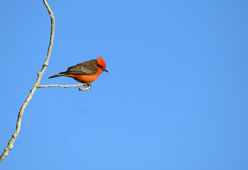 Vermillion flycatcher in bright red against a plain blue sky providing stunning color contrast