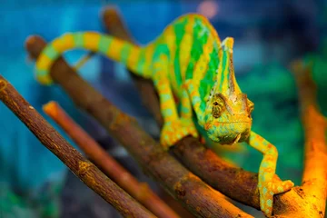 Poster Beautiful Chameleon closeup isolated on white background. Multicolor beautiful reptile chameleon with colorful bright skin. The concept of disguise and bright skins. Exotic tropical animal. © Vera