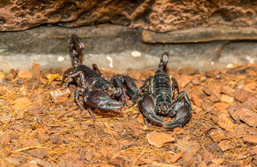 Imperial scorpion close-up on the ground. Black big scorpion. animal scorpion alive