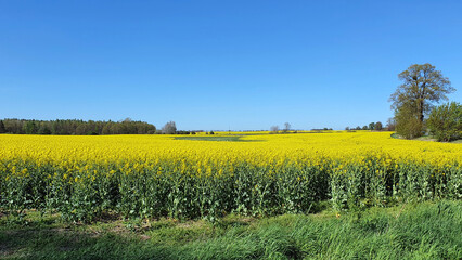 Rapeseed field with blue sky and small clouds