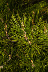 Leaves of Chinese Red Pine or Table Top Pine (Pinus tabuliformis) © Hanjo Hellmann