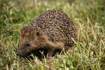 Igel bei der Futtersuche