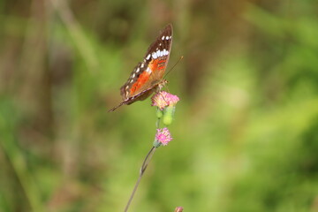 Fototapeta na wymiar AMERICAN PAINTED LADY OR ORANGE BUTTERFLY ON A PINK FLOWER, CITY OF GUARAMIRIM, STATE OF SANTA CATARINA, MAY, 2022