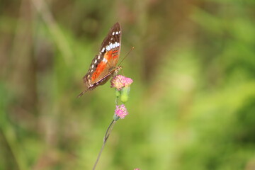 Fototapeta na wymiar AMERICAN PAINTED LADY OR ORANGE BUTTERFLY ON A PINK FLOWER, CITY OF GUARAMIRIM, STATE OF SANTA CATARINA, MAY, 2022