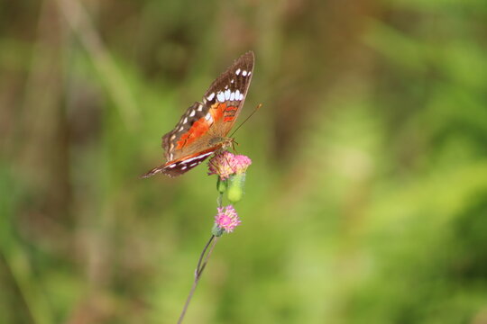 AMERICAN PAINTED LADY OR ORANGE BUTTERFLY ON A PINK FLOWER, CITY OF GUARAMIRIM, STATE OF SANTA CATARINA, MAY, 2022